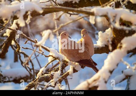 Un paio di collato collato collato collato sul ramo di albero nevoso in inverno Foto Stock