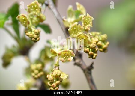 Fiori di ribes rosso, ribes rubrum, fuoco selettivo Foto Stock