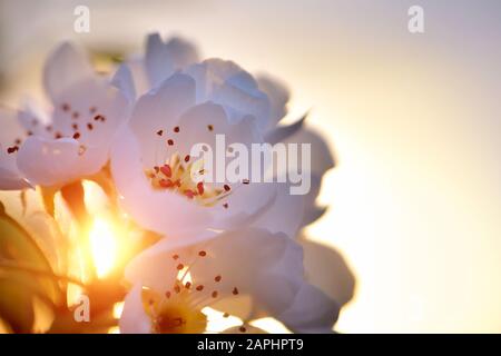 Fiore ramo di pera alla luce del sole in primavera Foto Stock