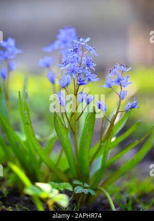 Fiori di Primavera in una foresta. Scilla bifolia. Foto Stock