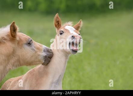 Due divertenti cavalli Haflinger che giocano fianco a fianco in un prato verde erba, sono i migliori amici Foto Stock