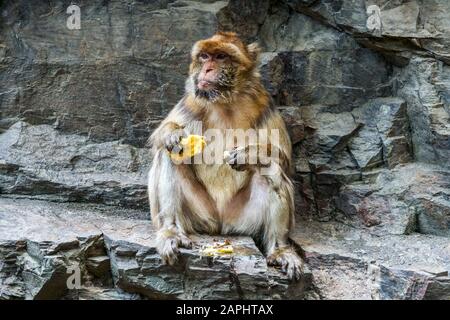 Barbary macaque Macaca sylvanus, magota sulla roccia, animale divertente Foto Stock