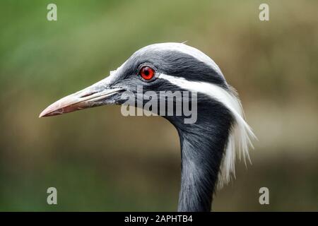 Demoiselle gru Grus virgo ritratto Foto Stock