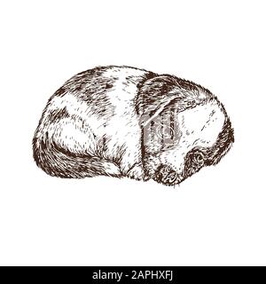 Piccolo cucciolo carino arricciato, stile scolpita a mano, illustrazione dello schizzo, elemento per il design Foto Stock