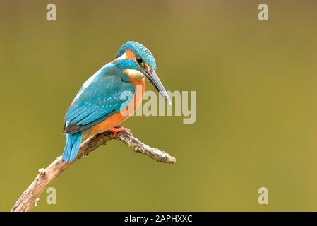 Europa Ungheria Opusztaszer comune Kingfisher maschio (Alcedo atthis) Martin pescatore eurasiatico e Martin pescatore fluviale. Foto Stock