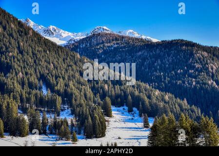 Vaste foreste di pini nella parte alta della valle di Casies Foto Stock