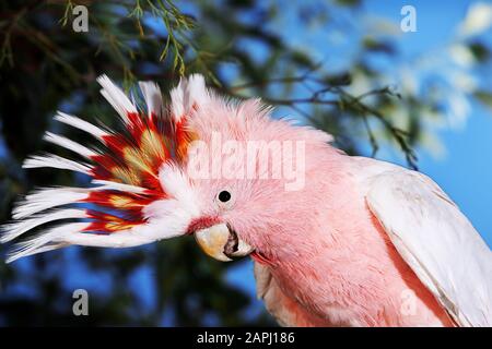 Salmon-Crested Cacatua o Cacatua delle Molucche, cacatua moluccensis, Adulti Foto Stock