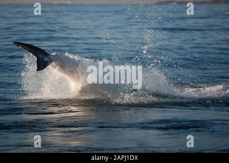 Il grande squalo bianco, Carcharodon carcharias, Adulti violare False Bay in Sud Africa Foto Stock