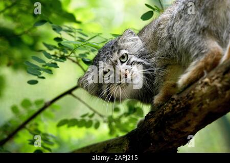 Manul o Pallas's Cat, otocobus manul, Adulti in piedi sul ramo Foto Stock