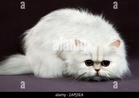 Chinchilla persiano gatto domestico, Adulti su sfondo nero Foto Stock