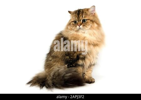 Golden persiano gatto domestico, adulto contro uno sfondo bianco Foto Stock