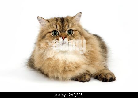 Golden persiano gatto domestico, adulto contro uno sfondo bianco Foto Stock