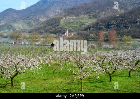 Österreich, Niederösterreich, Wachau, Marillenbaumblüte Foto Stock