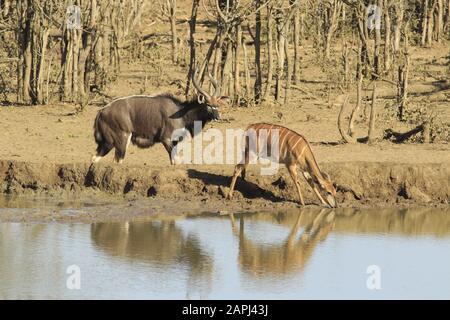 Nyala nel parco nazionale kruger Foto Stock