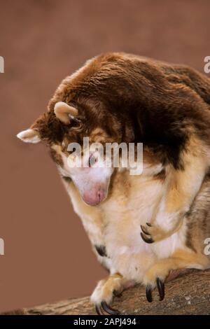 Matschie's Tree Kangaroo, dendrolagus matschiei, adulto seduto sul ramo Foto Stock