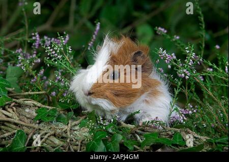 Guinea Pig, cavia porcellus, Adulti con Riscaldatori Foto Stock