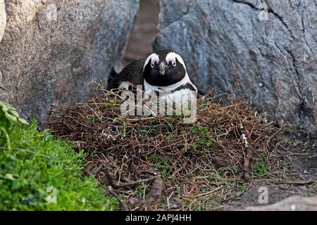 Pinguino Jackass o pinguino africano, spheniscus demersus, adulto in piedi su Nest, Betty's Bay in Sudafrica Foto Stock