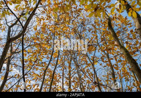 Tettoia dell'albero in autunno con foglie che cambiano colore Foto Stock