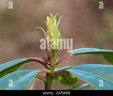 Rhodododendron fiore gemma (Rhododendron ponticum) nel mese di gennaio. Tipperary, Irlanda Foto Stock