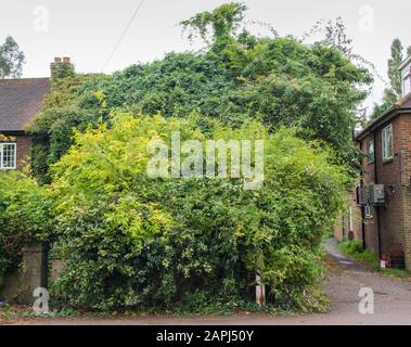 Casa coperta e cresciuta completamente con alberi e altre piante Foto Stock