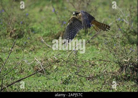 Aplomado Falcon, falco femoralis, adulti in volo, Los Lianos in Venezuela Foto Stock