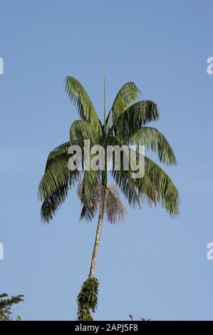 Moriche Plam, Mauritia flexuosa, albero la produzione di cuore di palma, Delta Orinoco in Venezuela Foto Stock