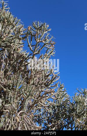 Deserto Del Mojave Del Sud Nativo, Pencil Cholla, Cylindropattia Ramosissima, Che Cresce Vicino All'Indian Cove Del Parco Nazionale Di Joshua Tree. Foto Stock