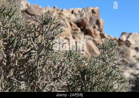 Deserto Del Mojave Del Sud Nativo, Pencil Cholla, Cylindropattia Ramosissima, Che Cresce Vicino All'Indian Cove Del Parco Nazionale Di Joshua Tree. Foto Stock