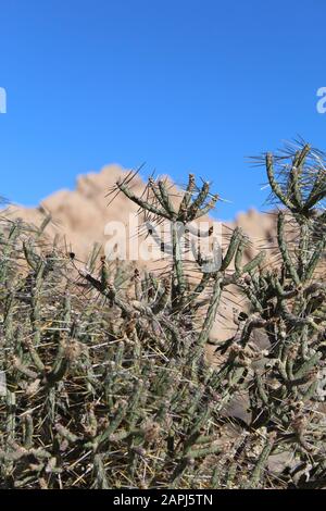 Deserto Del Mojave Del Sud Nativo, Pencil Cholla, Cylindropattia Ramosissima, Che Cresce Vicino All'Indian Cove Del Parco Nazionale Di Joshua Tree. Foto Stock