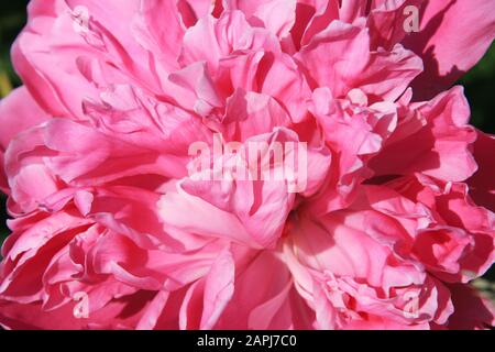 Fiore rosa di pony al sole del mattino vicino su uno sfondo verde sfocato. Foto Stock