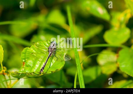 Comune clubtail, libellula (Gomphus vulgatissimus) seduto su un ramo. Riflettendo nel sole Foto Stock