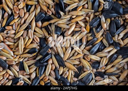 Primo piano di miscela di semi come cibo invernale di uccelli da giardino contenente semi di girasole di olio nero e cereali Foto Stock