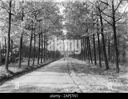 Forest Roads, terreni, Prins Hendriklaan Data: Undated luogo: Esbeek Parole Chiave: Forest Roads, terreni Nome personale: Prins Hendriklaan Nome dell'istituto: Utrecht , The Foto Stock