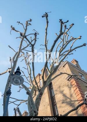 Lampada post e albero Di Londra senza foglie in inverno contro il cielo blu. Preso nel West End di Londra. Londra nei mesi invernali. Foto Stock