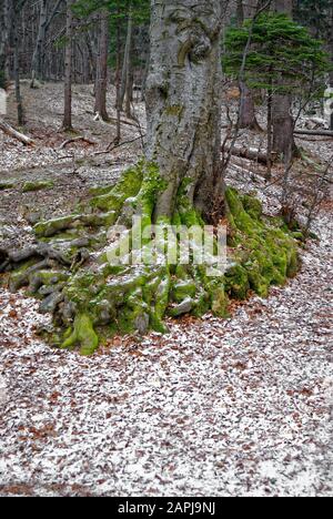 Prima neve nella foresta; Foto Stock