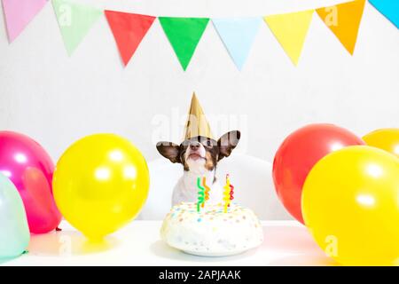 Cane carino con cappello da festa e deliziosa torta di compleanno su sfondo  blu Foto stock - Alamy