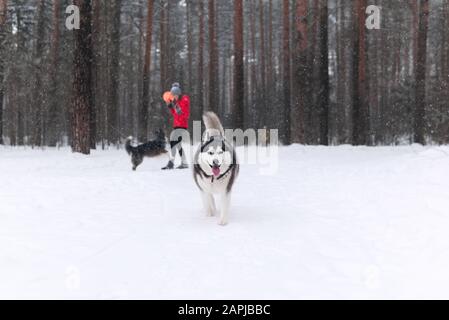 bella razza di cane lanuginoso alaskan malamute nel parco invernale durante una nevicata, sullo sfondo, nella sfocatura una donna sta giocando con un altro cane Foto Stock