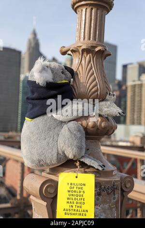 New York, Stati Uniti. 23rd Gen 2020. Un peluche giocattolo koala attaccato a una parte del Ponte di Brooklyn a New York il 23 gennaio 2020. I giocattoli peluche sono stati collocati intorno a New York City da un'organizzazione chiamata New York Koalas che sta cercando di raccogliere soldi per I FILI, il servizio di salvataggio e di educazione di informazioni sulla fauna selvatica, il più grande salvataggio e carità della fauna selvatica dell'Australia, che sta aiutando gli animali colpiti dagli enormi incendi in Australia. Credito: Brasile Photo Press/Alamy Live News Foto Stock