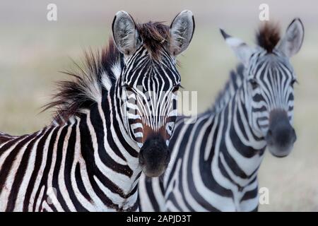 Zebre nel cratere di Ngorongoro, Tanzania Foto Stock