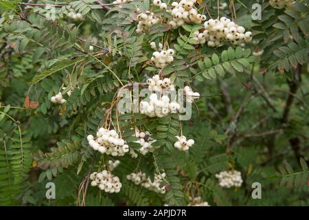 Ceneri di montagna decidue Koehne o albero cinese Fruttato bianco Rowan (sorbus koehneana) in un giardino di Woodland in Devon rurale, Inghilterra, Regno Unito Foto Stock