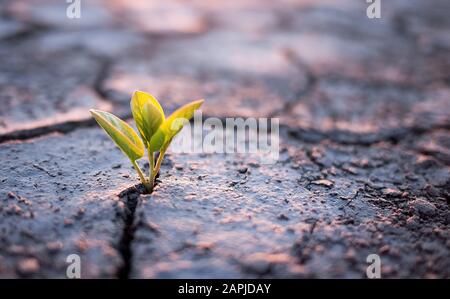 Pianta verde germoglio nel deserto Foto Stock