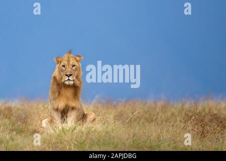Giovane leone maschile nel cratere di Ngorongoro, Tanzania Foto Stock