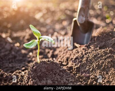 Germoglio verde crescono fuori dal terreno Foto Stock