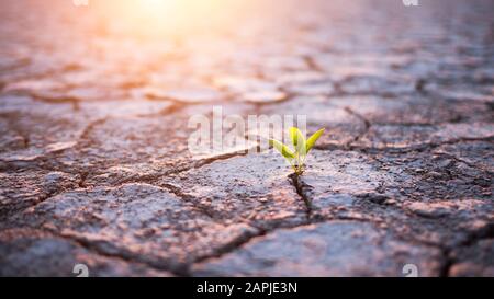 Pianta verde germoglio nel deserto Foto Stock