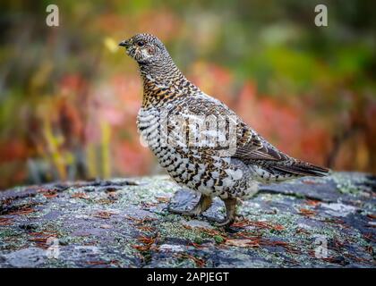 Spruce Grouse o Canada Grouse (Falcipennis canadensis), femmina, Whiteshell Provincial Park, Manitoba, Canada. Foto Stock