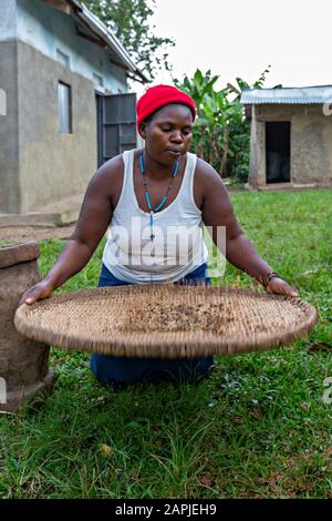 Donna locale che setacciava il caffè con un filtro a rete a Kitwa, Uganda Foto Stock