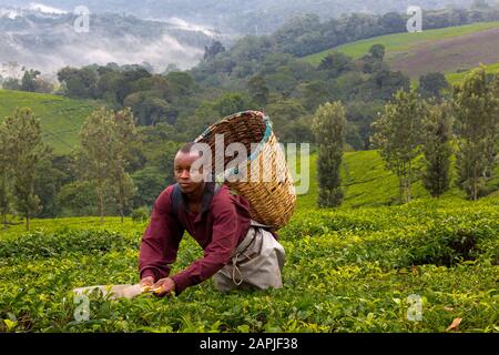 L'uomo locale che raccoglie le foglie di tè a Kibale, Uganda Foto Stock