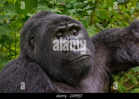 Silversback Mountain Gorilla, A Bwindi, In Uganda Foto Stock