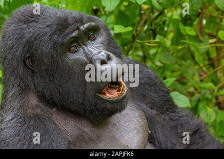 Silversback Mountain Gorilla, A Bwindi, In Uganda Foto Stock