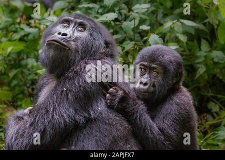 Madre e baby gorilla di montagna, Bwindi, Uganda Foto Stock